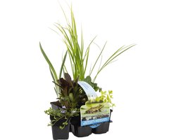 Bloomique - Set van 6 - Zuiverende Vijverplanten - Acorus, Carex, Hippuris, Iris, Sparganium, Typha - Vijverzone 1 & 2 - 15-25 cm Hoog - Pot 9 cm