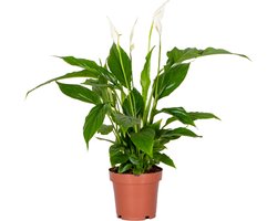 Bloomique - Spathiphyllum - Lepelplant - Kamerplanten - Luchtzuiverend - 30-40 cm Hoog - Pot 12 cm