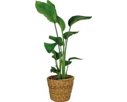 Bloomique - Strelitzia Nicolai - Paradijsvogelplant - Paradijsvogelbloem - Kamerplanten - Luchtzuiverend - Gemakkelijk in onderhoud - Hoogte 80-100 cm - Rotan Mand 21 cm