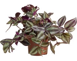 Bloomique - Tradescantia Violet Hill - Vaderplant - Kamerplanten - Hangplant - Luchtzuiverend - Gemakkelijk te Verzorgen - 10-20 cm Hoog - Pot 12 cm