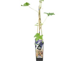 Bloomique - Vitis Vinifera Boskoop Glory - Druivenplant - Blauwe Druiven - Fruitplanten - Tuinplanten - Winterhard - Hoogte 50-70 cm - Pot 15 cm
