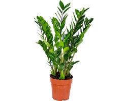 Bloomique - Zamioculcas Zamiifolia - Kamerpalm - ZZ Plant - Kamerplanten - Luchtzuiverend - Zeer Gemakkelijk in onderhoud - 50-60 cm Hoog - Pot 17 cm