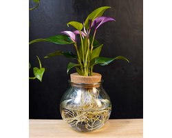 Bolglas Anthurium | Hydroponie | bloemkleur paars