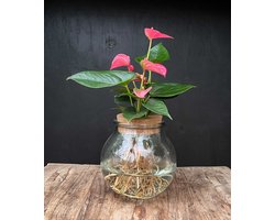 Bolglas Anthurium | Hydroponie | Bloemkleur Roze