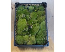 Bolmos in kistje decoratie