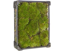 Bolmos - Kussentjesmos - Gratis Verzending