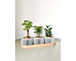 BOLTO Planthouder Set van 3 – Geribbelde Plantenpotten op Tray – Kruiden Organizer – Kleine Bloempotjes Binnen – Kamerplant Cadeau