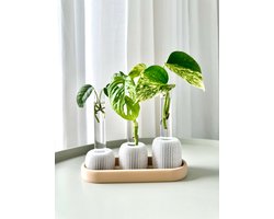 BOLTO Stekhouder met Reageerbuisjes – Stekjesstation voor Monstera & Pothos – Kweekstation Kamerplanten – Urban Jungle Cadeau
