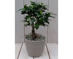 Bonsai Ficus microcarpa taupe pot 30 cm