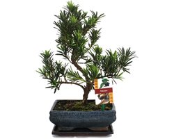 Bonsai Podocarpus Macrophyllus (Steenrasp) - Leer de Oosterse Kunst van Bonsai
