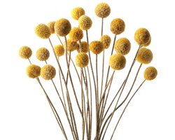 Boraboi ® Decoratieve Set van 20 Gele Gedroogde Craspedia Bloemen voor DIY en Interieurdecoratie