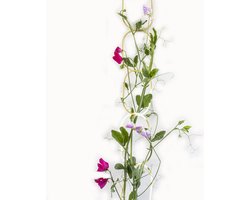Botanopia messing plantenketting (klimondersteuning voor planten) 190 cm Goud