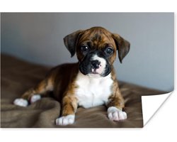 Boxer puppy ligt op een kussen Poster 180x120 cm - Foto print op Poster (wanddecoratie woonkamer / slaapkamer) / Huisdieren Poster XXL / Groot formaat!