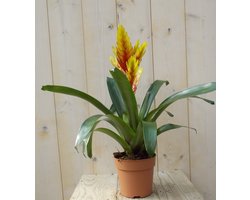 Bromelia geel/rood 30 cm