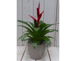 Bromelia taupe pot 30 cm