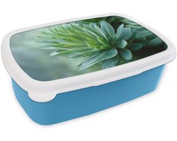 Broodtrommel Blauw - Lunchbox Blad - Plant - Groen - Textuur - Brooddoos 18x12x6 cm - Brood lunch box - Broodtrommels voor kinderen en volwassenen