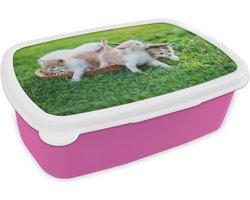 Broodtrommel Roze - Lunchbox Kittens - Kat - Mand - Meisjes - Kinderen - Jongens - Kids - Brooddoos 18x12x6 cm - Brood lunch box - Broodtrommels voor kinderen en volwassenen