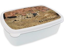 Broodtrommel Wit - Lunchbox - Brooddoos - Cheetah moeder en welpen - 18x12x6 cm - Volwassenen