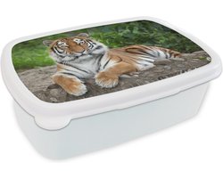 Broodtrommel Wit - Lunchbox - Brooddoos - Tijger - Natuur - Stenen - 18x12x6 cm - Volwassenen