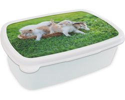 Broodtrommel Wit - Lunchbox Kittens - Kat - Mand - Meisjes - Kinderen - Jongens - Kids - Brooddoos 18x12x6 cm - Brood lunch box - Broodtrommels voor kinderen en volwassenen