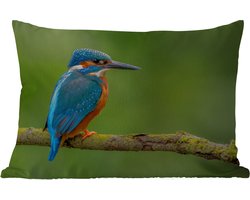 Buitenkussens - Tuin - IJsvogel - Tak - Mos - Vogel - Groen - 50x30 cm