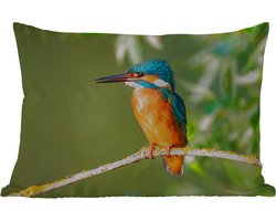 Buitenkussens - Tuin - Vogel - IJsvogel - Tak - Bladeren - Mos - 50x30 cm