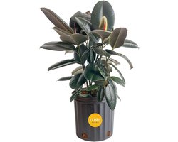 Burgundy Rubber Plant - Kamerplant Ficus - Binnen Decoratie - Luchtzuiverend Effect - 76 cm Hoog - Donkerrood