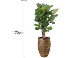 Business Plants - Ficus Lyrata - In Capi pot Goud - c.a. 170 cm hoog - Interieurbeplanting