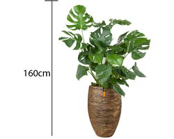 Business Plants - Monstera Deliciosa - In Capi pot Goud - c.a. 160cm hoog - Interieurbeplanting