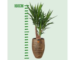 Business Plants - Yucca - In Capi pot Goud - c.a. 160 cm hoog - Interieurbeplanting