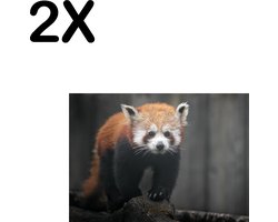 BWK Textiele Placemat - Rode Panda - Dier - Bos - Boomstam - Set van 2 Placemats - 35x25 cm - Polyester Stof - Afneembaar