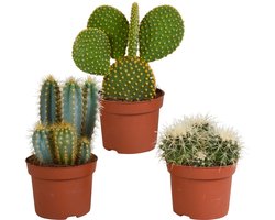 Cactus mix 12 cm | 3 stuks