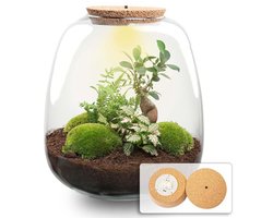 Cadeauplanten.nl | Plant terrarium 'Nora' - Bonsai Pink met LED kurk - Ø23cm - 25 cm hoog - Ecosysteem & Terrarium