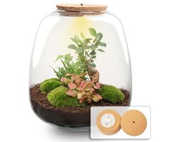 Cadeauplanten.nl | Plant terrarium 'Nora' - Bonsai Red met LED kurk - Ø23cm - 25 cm hoog - Ecosysteem & Terrarium