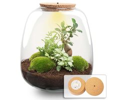 Cadeauplanten.nl | Plant terrarium 'Nora' - Bonsai White met LED kurk - Ø23cm - 25 cm hoog - Ecosysteem & Terrarium