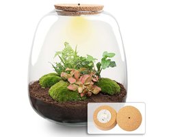 Cadeauplanten.nl | Plant terrarium 'Nora' - Hedera Red met LED kurk - Ø23cm - 25 cm hoog - Ecosysteem & Terrarium