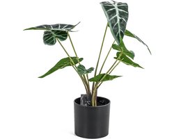 Caladium in pot rp3082