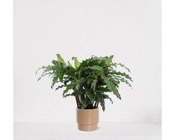 Calathea Blue Grass in luxe sierpot Liam Taupe – luchtzuiverende kamerplant – pauwenplant – living plant - 35-45cm - Ø13 – geleverd met plantenpot – vers uit de kwekerij