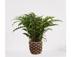 Calathea Blue Grass in siermand Guusje Naturel – luchtzuiverende kamerplant – pauwenplant – living plant - ↕50-65cm - Ø18 – geleverd met plantenpot – vers uit de kwekerij