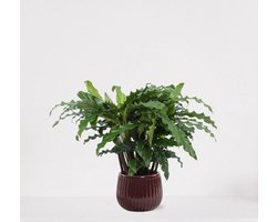 Calathea Blue Grass in sierpot Livia Bordeaux Rood – luchtzuiverende kamerplant – pauwenplant – living plant - 50-65cm - Ø15 – geleverd met plantenpot – vers uit de kwekerij