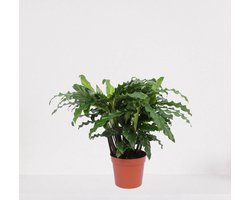 Calathea Blue Grass – luchtzuiverende kamerplant – pauwenplant – living plant - ↕35-45cm - Ø12 – in kwekerspot – vers uit de kwekerij