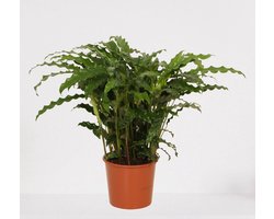 Calathea Blue Grass – luchtzuiverende kamerplant – pauwenplant – living plant - ↕50-65cm - Ø17 – in kwekerspot – vers uit de kwekerij