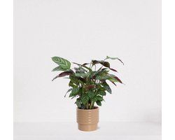 Calathea Compactstar in luxe sierpot Naemi Taupe – luchtzuiverende kamerplant – pauwenplant – living plant - 35-45cm - Ø13 – geleverd met plantenpot – vers uit de kwekerij