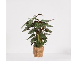 Calathea Compactstar in siermand Amber Grof – luchtzuiverende kamerplant – pauwenplant – living plant - ↕55-70cm - Ø18 – geleverd met plantenpot – vers uit de kwekerij