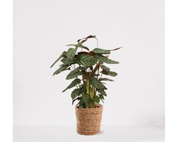 Calathea Compactstar in siermand Amber Naturel – luchtzuiverende kamerplant – pauwenplant – living plant - ↕55-70cm - Ø18 – geleverd met plantenpot – vers uit de kwekerij