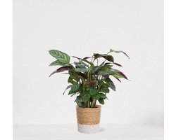 Calathea Compactstar in siermand Amber Wit – luchtzuiverende kamerplant – pauwenplant – living plant - ↕35-45cm - Ø13 – geleverd met plantenpot – vers uit de kwekerij