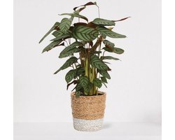 Calathea Compactstar in siermand Amber Wit – luchtzuiverende kamerplant – pauwenplant – living plant - ↕55-70cm - Ø18 – geleverd met plantenpot – vers uit de kwekerij