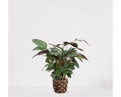 Calathea Compactstar in siermand Guusje Naturel – luchtzuiverende kamerplant – pauwenplant – living plant - ↕35-45cm - Ø13 – geleverd met plantenpot – vers uit de kwekerij