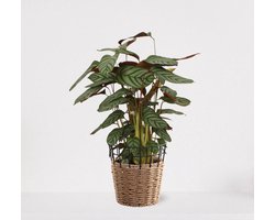 Calathea Compactstar in siermand May Naturel – groene kamerplant – luchtzuiverende calathea - 60-75cm - Ø18 – geleverd met plantenpot – vers uit de kwekerij