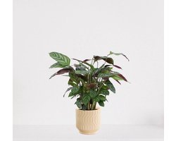 Calathea Compactstar in sierpot Jacky Vanille – luchtzuiverende kamerplant – pauwenplant – living plant - 35-45cm - Ø13 – geleverd met plantenpot – vers uit de kwekerij